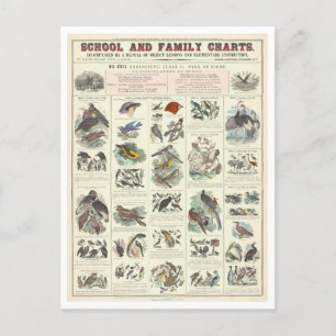 Cartão Postal Gráfico educacional para tipos de aves