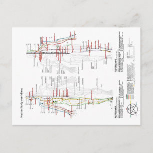 Cartão Postal Gráfico esquemático Corpo Humano Chinês Meridians