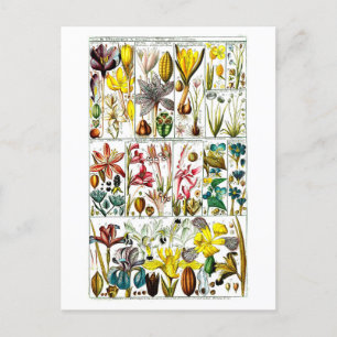 Cartão Postal Gráfico Floral Botânico Vintage Triandria
