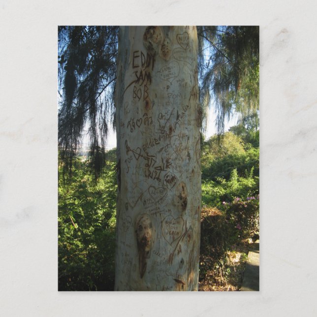 Cartão Postal Grafite de árvore tailandês (Frente)