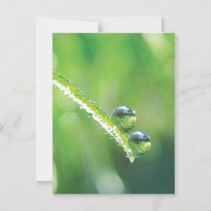 Cartão Postal Grama Verde Com Pequenas Gotas Refletindo A Terra