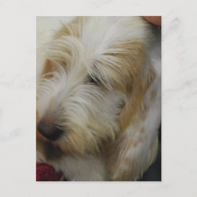 Cartão postal Grand Basset Dog (Frente)