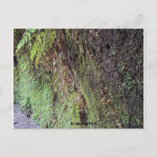 Cartão Postal Grand Canyon (Frente)