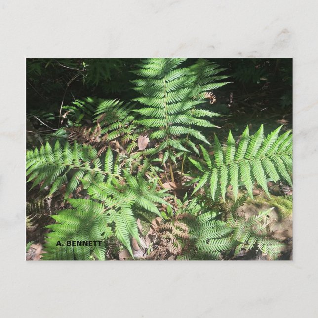 Cartão Postal Grand Canyon (Frente)