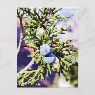 Cartão Postal Grand Canyons Junipers Berry Berries