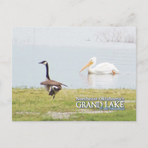 cartão postal Grand Lake Oklahoma pelicano3