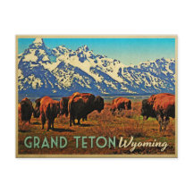 Grand Teton Wyoming Buffalo