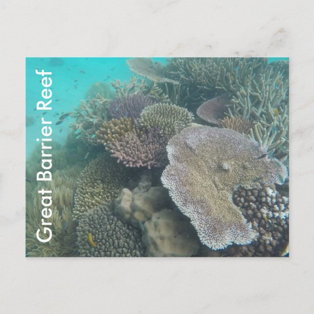 Cartão Postal grande barreira de coral queensland (Frente)