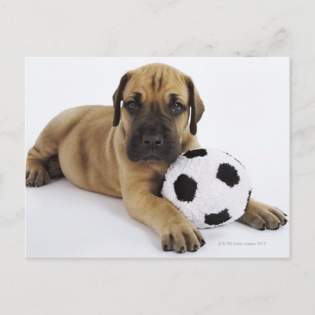 Cartão Postal Grande cachorrinho de Dane com bola de futebol de  (Frente)