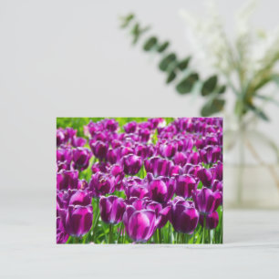 Cartão Postal Grande campo de tulipas roxas