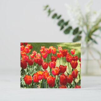 Cartão Postal Grande campo de tulipas vermelhas