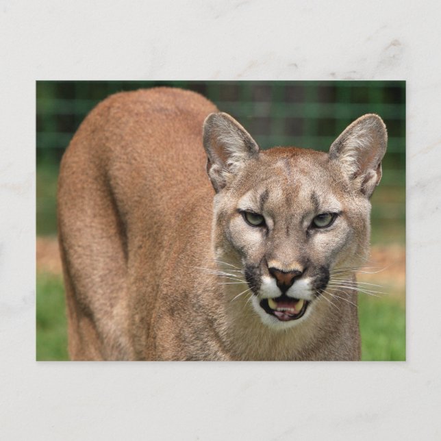 Cartão Postal Grande Felino Puma (Puma Concolor)  (Frente)