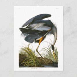 Cartão Postal Grande Garça Azul, John James Audubon Fine Art