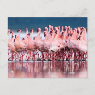 Cartão Postal Grande Grupo De Flamingos-Menos