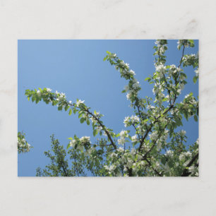 Cartão Postal Grande Hotel, Ilha Mackinac, Mich.