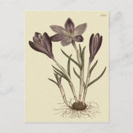 Cartão Postal Grande Ilustração Botânica Primavera Crocus Roxo