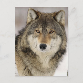 Cartão Postal Grande Lobo de Cinza Bela na natureza