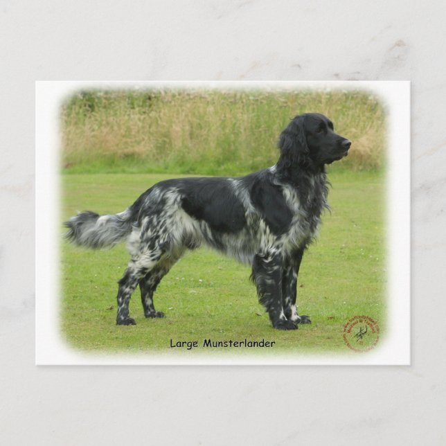 Cartão Postal Grande Munsterlander (Frente)