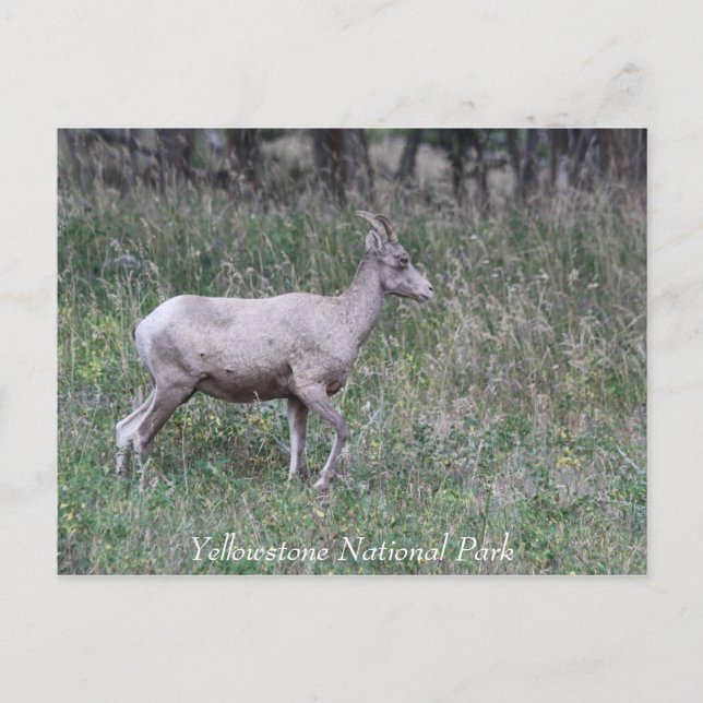 Cartão Postal Grande Ovelha de Corno, Mulher, Leve (Frente)