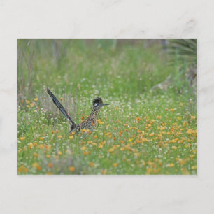 Cartão Postal Grande Roadrunner, Geococcyx