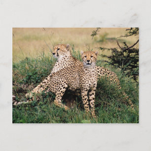 Cartão Postal Grandes Felinos - 13