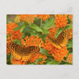 Cartão Postal Grandes Fritilárias Manchadas em Asclepia Tuberosa