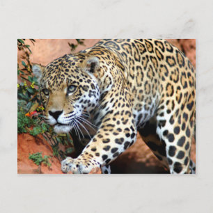 Cartão Postal Grandes Gatos - 10