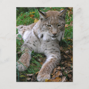 Cartão Postal Grandes Gatos - 11
