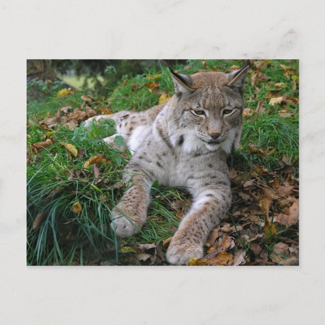 Cartão Postal Grandes Gatos - 11 (Frente)
