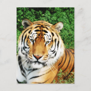 Cartão Postal Grandes Gatos - 12