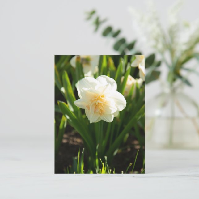 Cartão Postal Grandes narcisos brancos em um dia de primavera (Em pé/Frente)