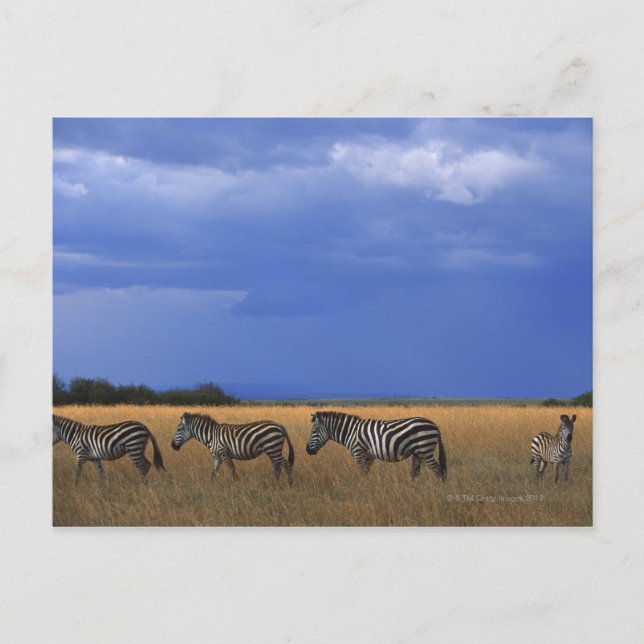 Cartão Postal Grant Zebra 2 (Frente)