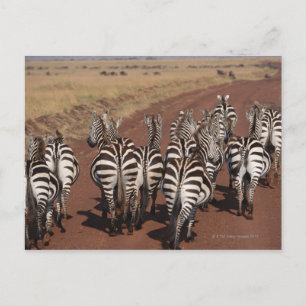 Cartão Postal Grant Zebra 4