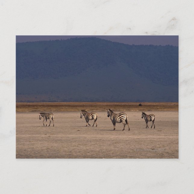 Cartão Postal Grant Zebra 4 (Frente)