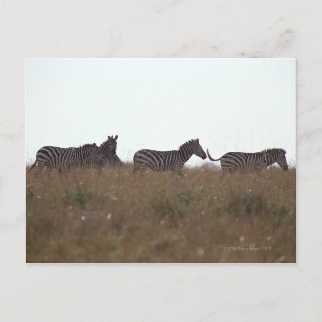 Cartão Postal Grant Zebra 7 (Frente)