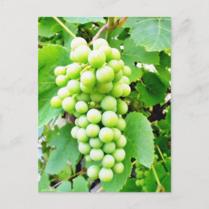 Cartão Postal Grapevine