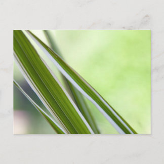 Cartão Postal Gräser