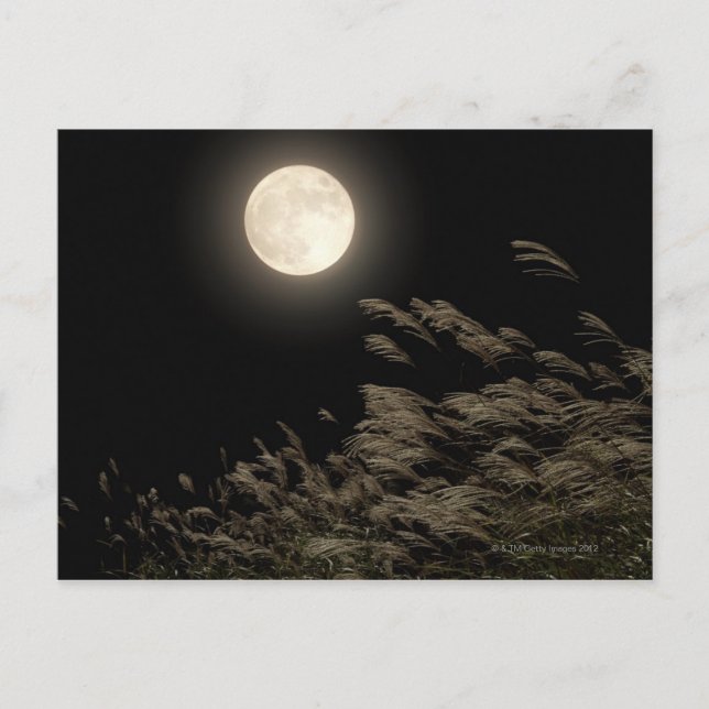 Cartão Postal Grass de Pampas Japonês (Frente)