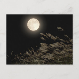 Cartão Postal Grass de Pampas Japonês