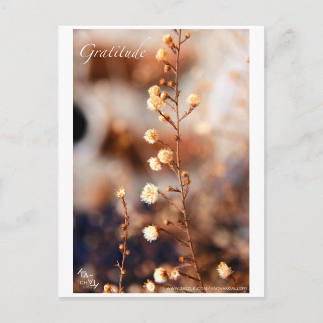 CARTÃO POSTAL GRATITUDE (Frente)