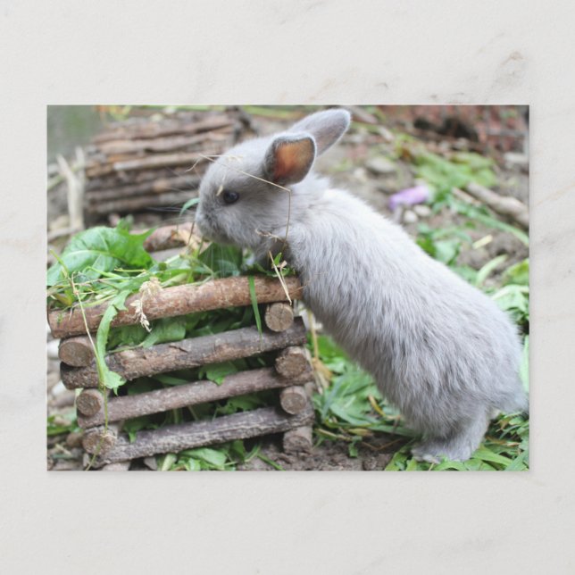 Cartão Postal graues Häschen das frisst (Frente)