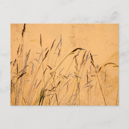 Cartão Postal Graus E Sombras De Verão