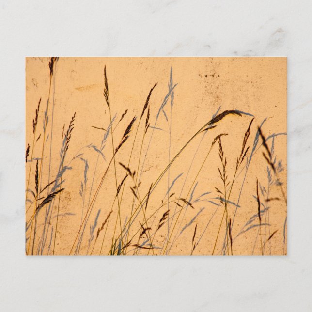 Cartão Postal Graus E Sombras De Verão (Frente)