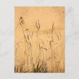 Cartão Postal Graus E Sombras De Verão