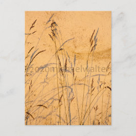 Cartão Postal Graus E Sombras De Verão