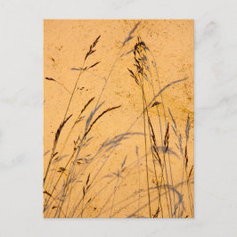 Cartão Postal Graus E Sombras De Verão