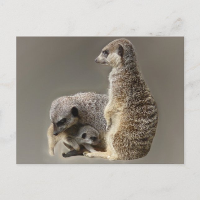 Cartão Postal Gravatas familiares (Frente)