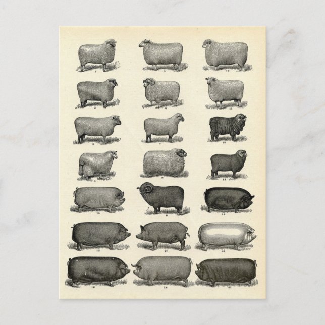 Cartão Postal Gravura Vitoriana de Porcos e Ovelhas (Frente)