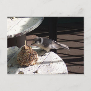 Cartão Postal Gray Jay and Bell