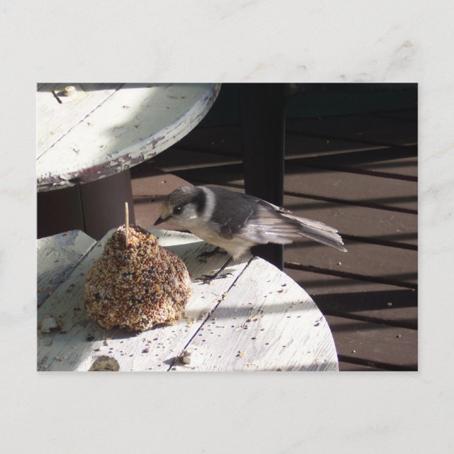 Cartão Postal Gray Jay and Bell (Frente)